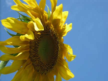 Portland sunflower